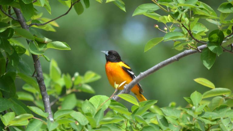 Baltimore Oriole