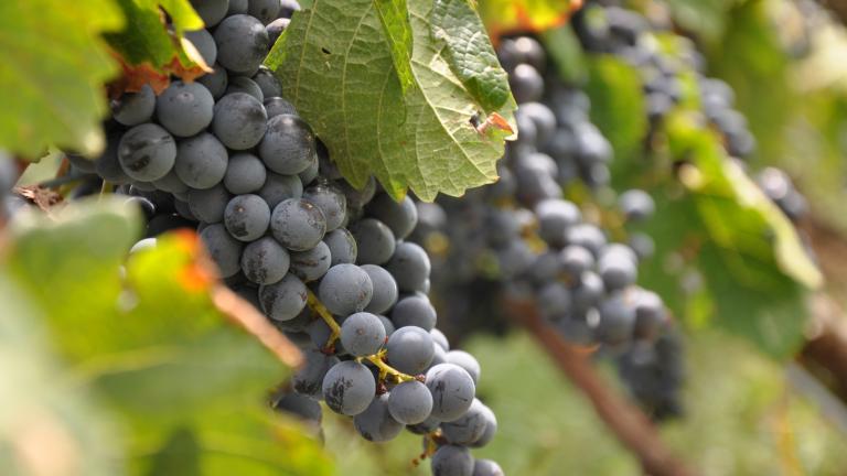 Grapes at Black Ankle Vineyards