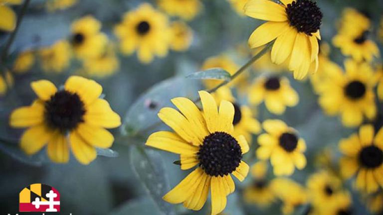 Black Eyed Susans