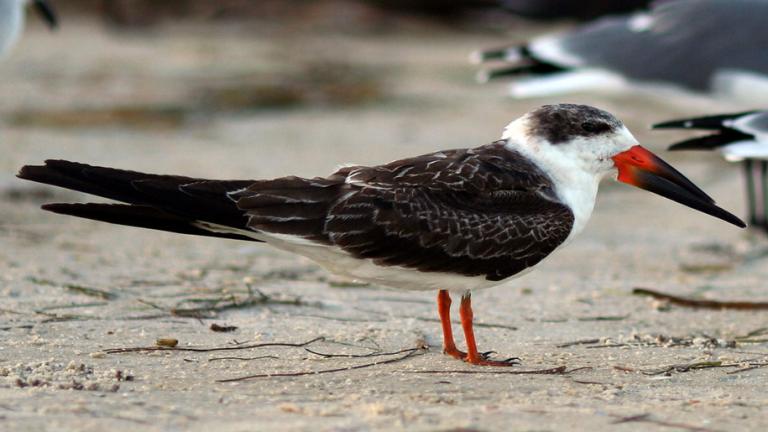A Black Skimmer on a beach