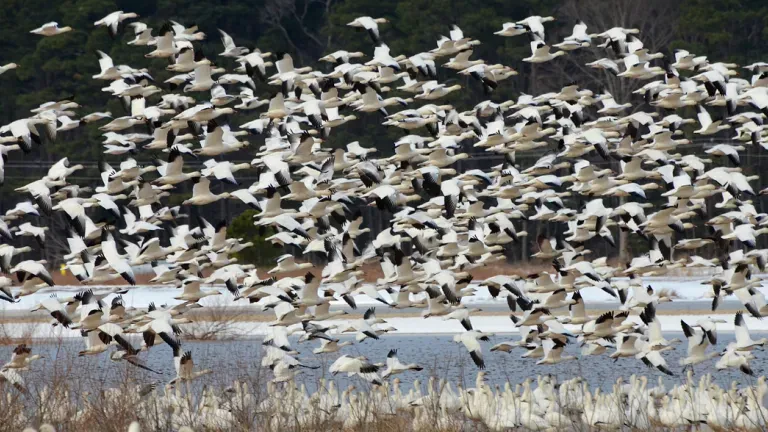 Snow Geese at Blackwater National Wildlife Refuge