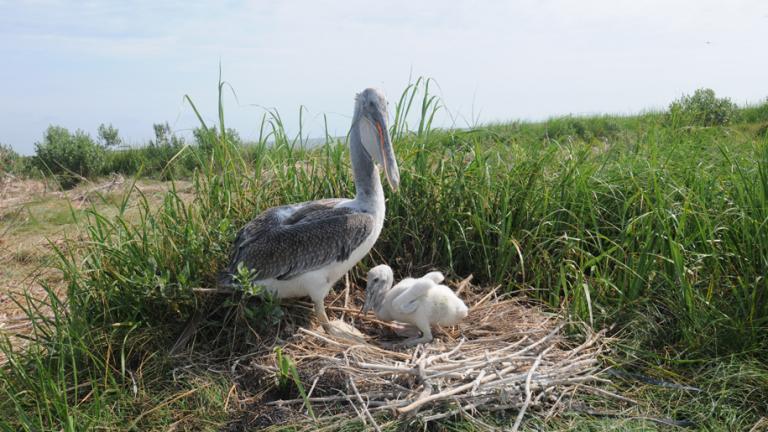 Brown Pelican with a chick in a nest at Smith Island