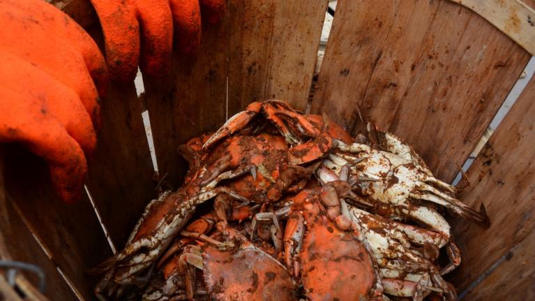 Basket of Crabs at CBMM