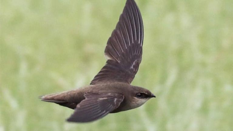 Chimney Swift