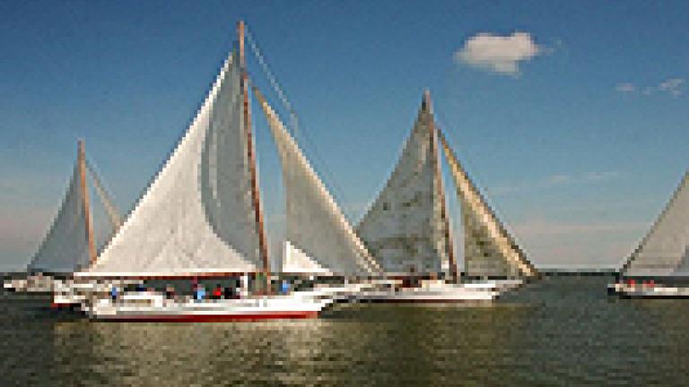 Skipjacks sailing during the Choptank Heritage Skipjack Race