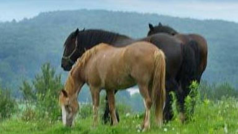 Horses at Circle R Ranch in Deep Creek Lake Country