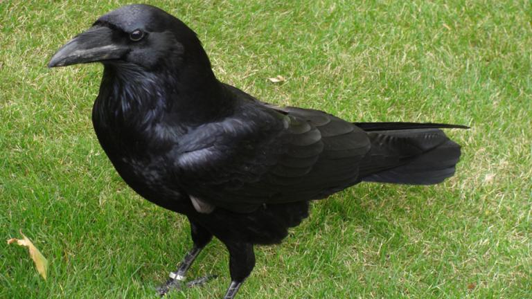A Common Raven standing in the grass