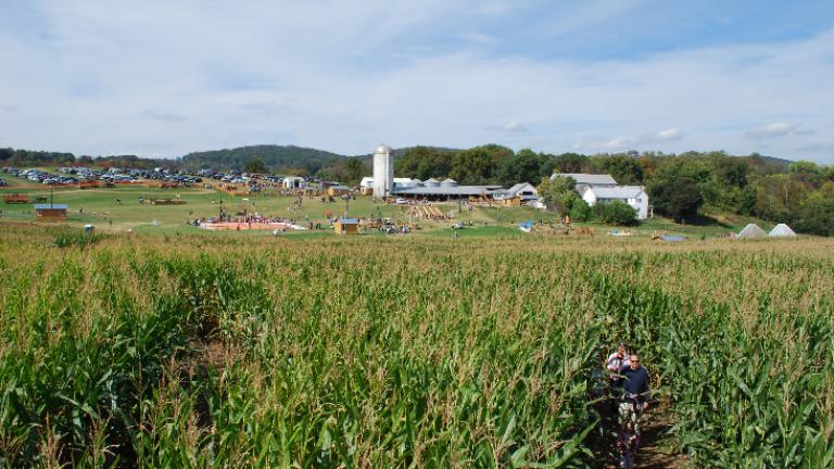 Corn Maze - Thurmont