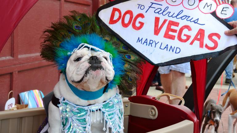 Frederick goes to the dogs every year with this event featuring a doggy costume contest.
