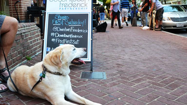 A dog sits in downtown Frederick
