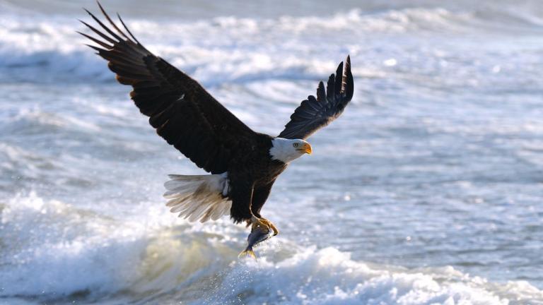 Eagle