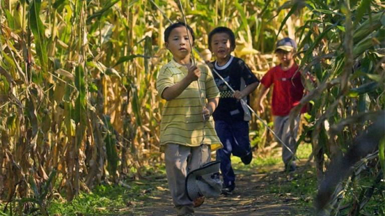boys in corn maze