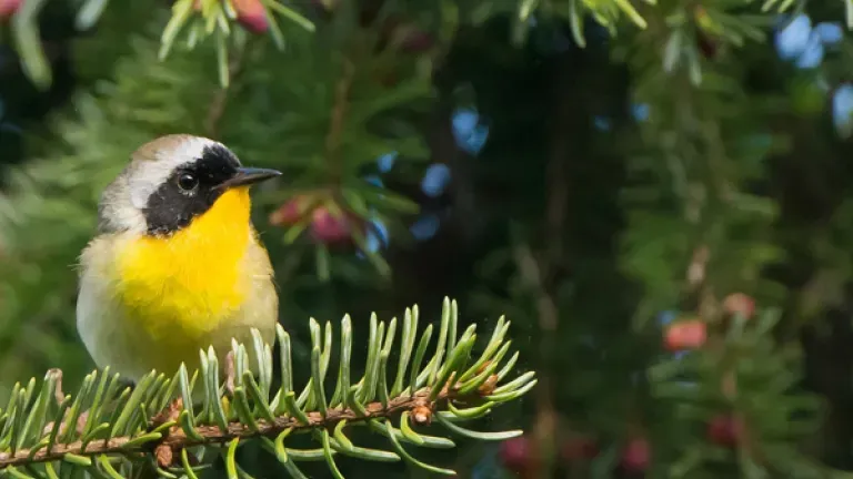 Maryland Yellowthroat