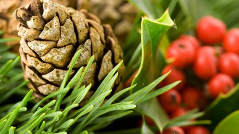 pinecone and holly