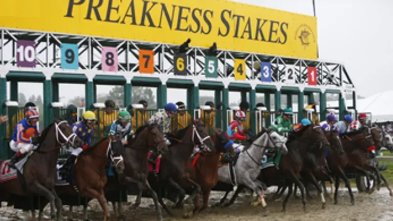 Horses coming out of the gate at Pimlico