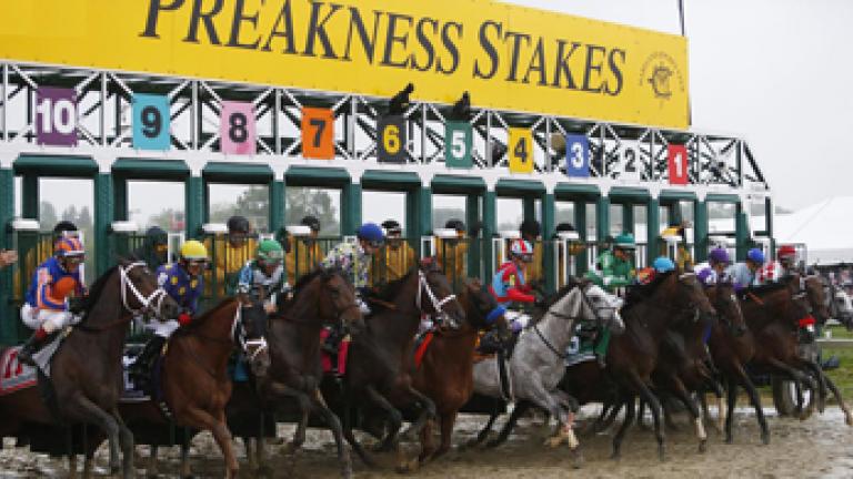 Horses coming out of the gate at Pimlico