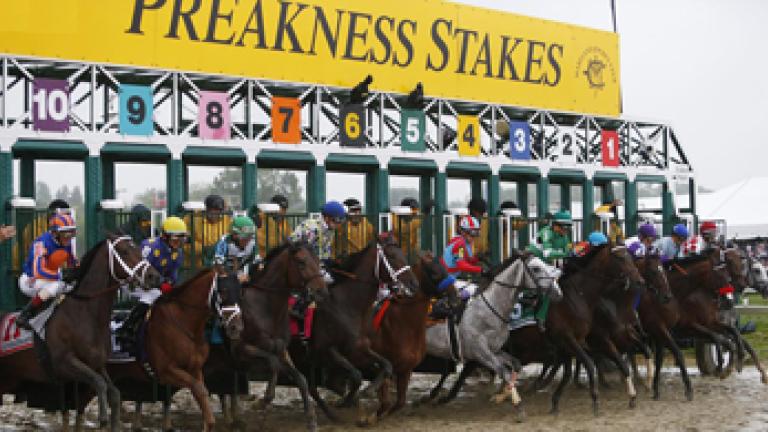 Horses coming out of the gate at Pimlico