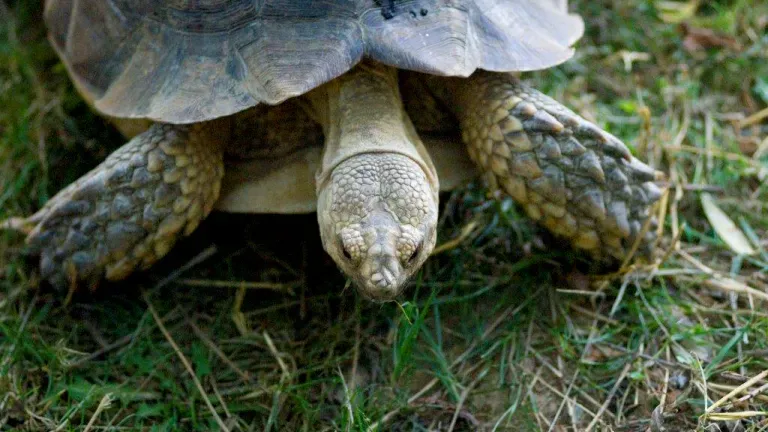 Turtle at Plumpton Park Zoo