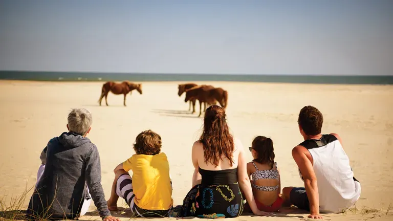 Family watching ponies on Assateague