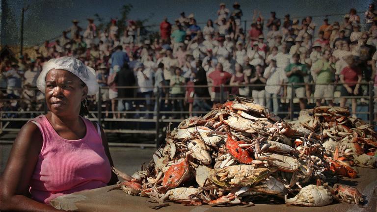 National Hard Crab Derby in Crisfield - Crab Picking Competition