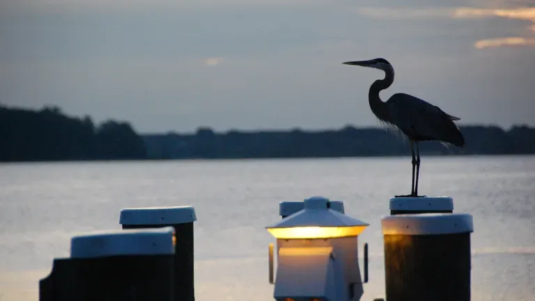 Heron on docks