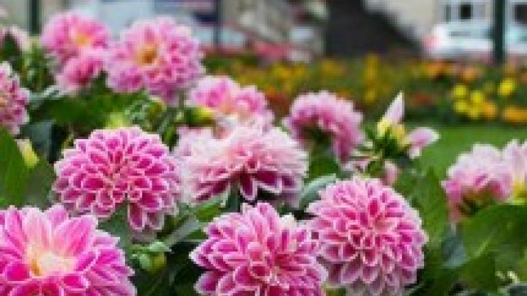 Image of Flowers