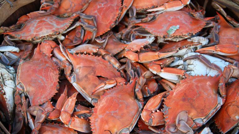 Crabs in Crisfield