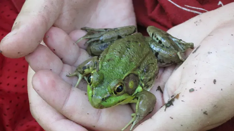 A Frog at the Jug Bay Wetlands Sanctuary