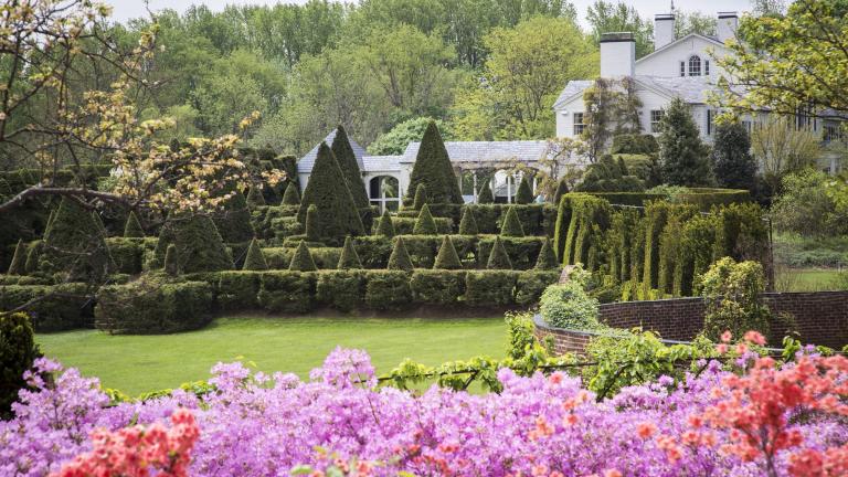 Ladew Topiary Gardens - Azaleas
