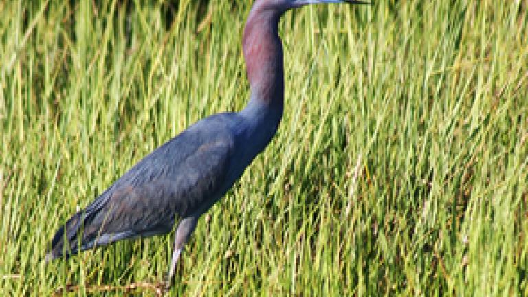 Blue Heron