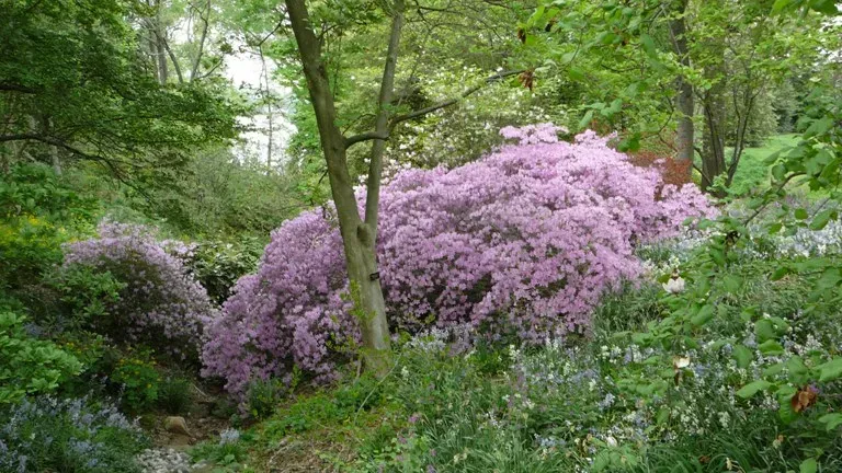 Image of Flowers