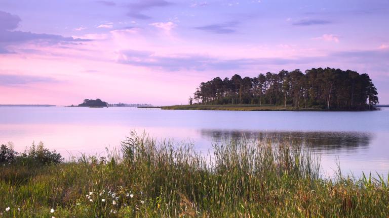 Blackwater National Widlife Refuge's wilderness provided protection to freedom seekers during Harriet Tubman's time. Today the natural landscape is largely unchanged and provides sanctuary to birds, wildlife and plants.