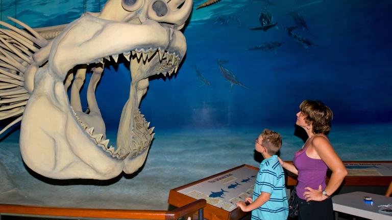 Calvert Marine Museum Megaladon Shark