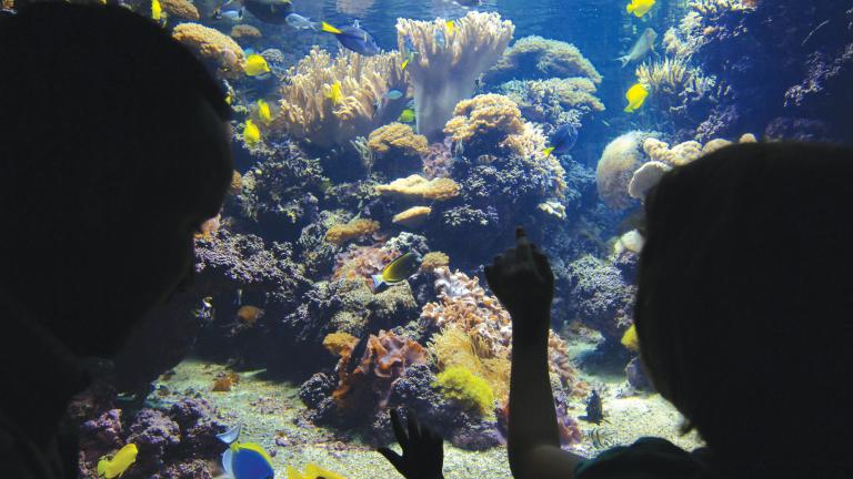 The National Aquarium in Baltimore