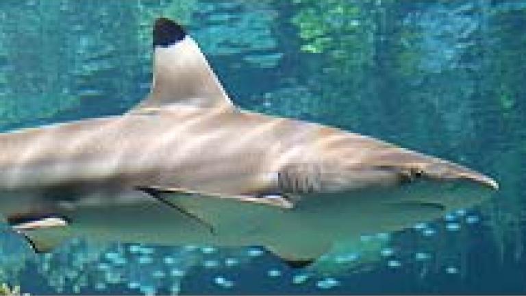 Blacktip Reef Shark reside at the National Aquarium