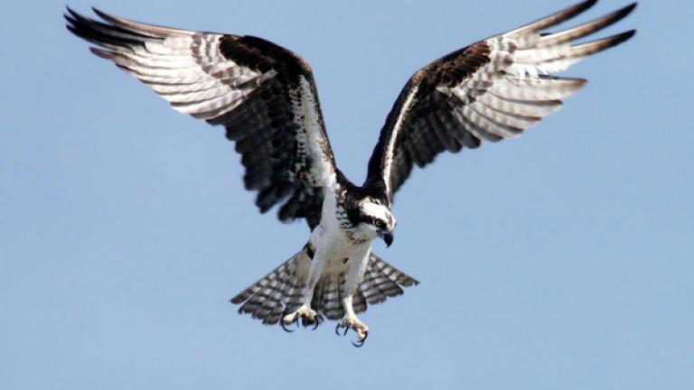 Osprey