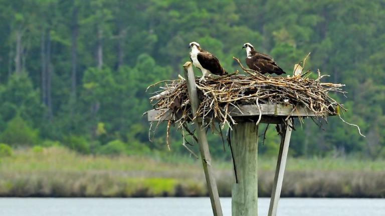 Pair of ospreys on St.George Island