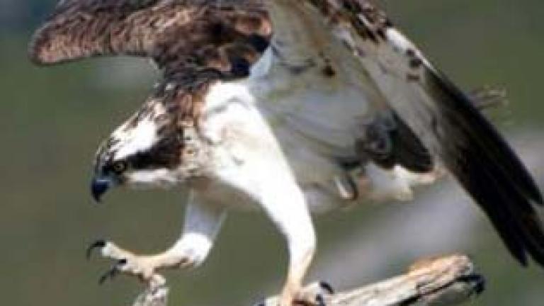 Osprey