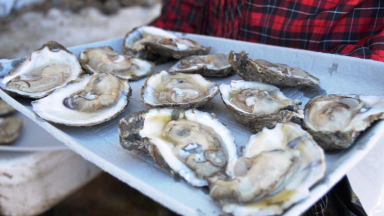 OysterFest at Chesapeake Bay Maritime Museum