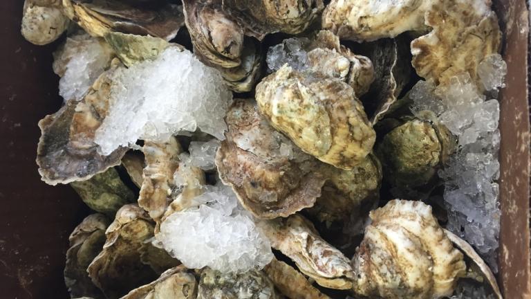 Oysters Up Close with Ice