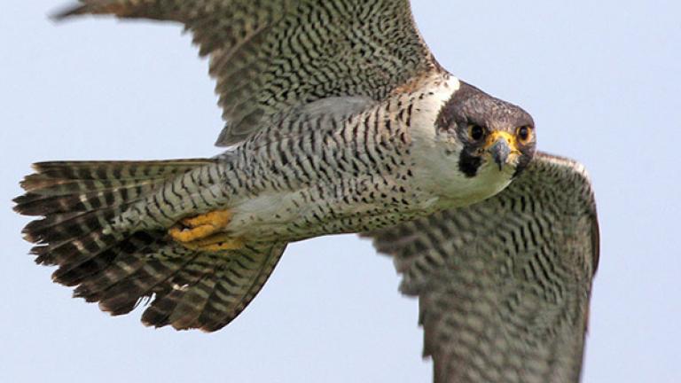 Peregrine Falcon