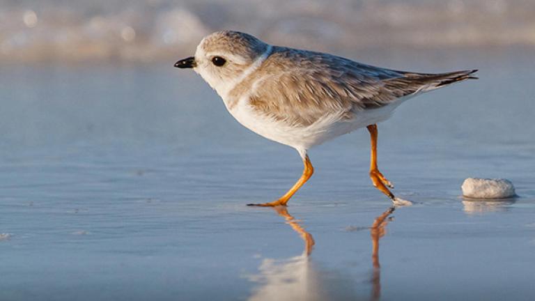 Piping Plover
