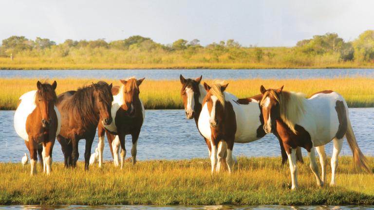 Visit the national park famous for its horses that roam free.