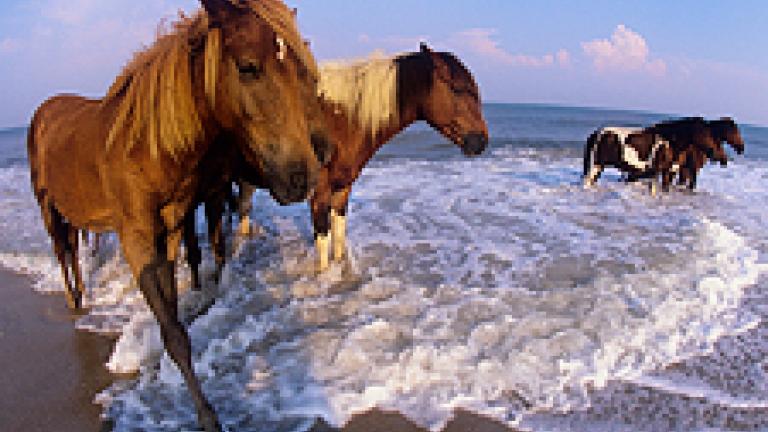 Ponies in the surf at Assateague by Worcester County Tourism