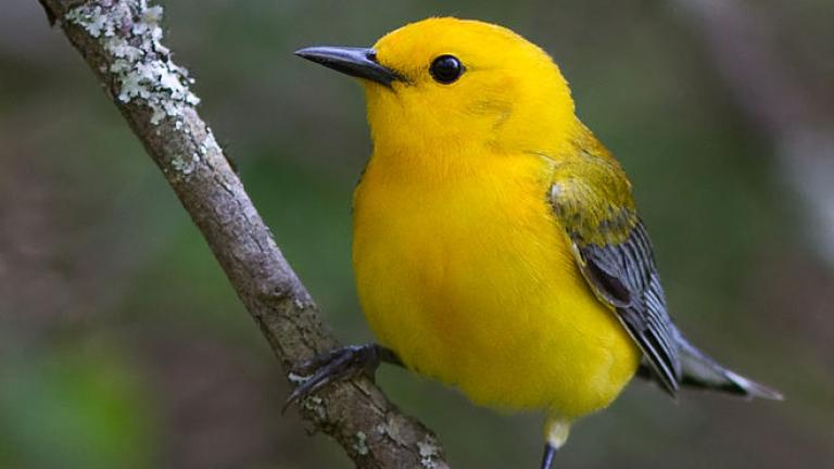 small yellow bird with grey wings