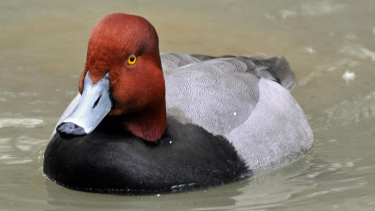 A male Redhead duck swimming in the water