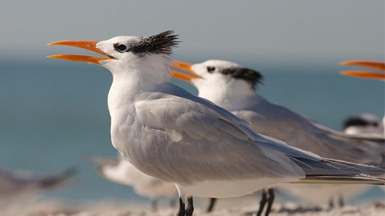 Royal Terns