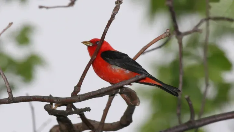 Scarlet Tanager at the Patuxent Wildlife Refuge