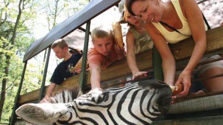 See Zeebras at the Catoctin Zoo Safari