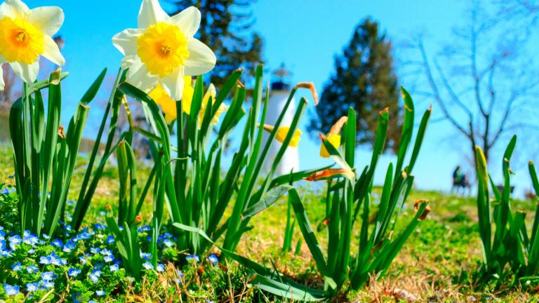 Spring Flowers